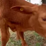 Robaron un ternero que tenían como mascota en una escuela y lo faenaron: “Jamás imaginamos este nivel de crueldad”