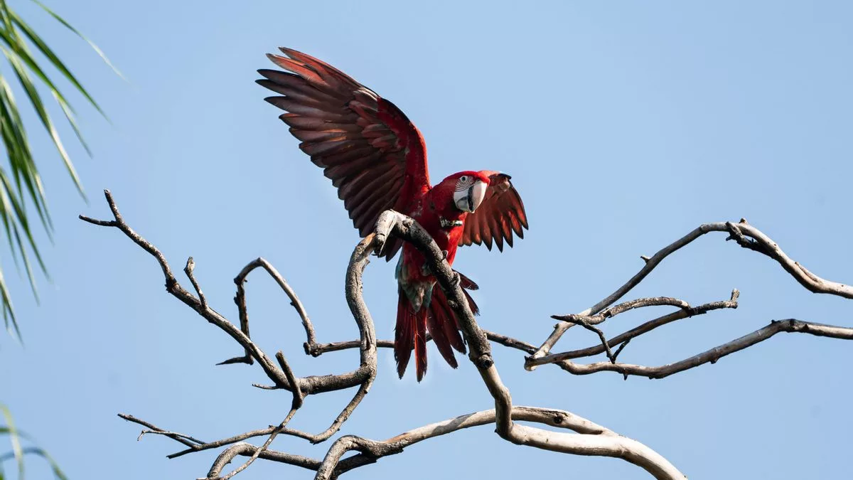 El guacamayo rojo es otra de las especies reintroducidas en el Iberá.