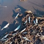 Por la muerte de peces y personas con manchas en la piel se investiga si hubo un derrame de cianuro