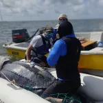 Día Mundial de las Tortugas Marinas: tres historias dan esperanza en América Latina 
