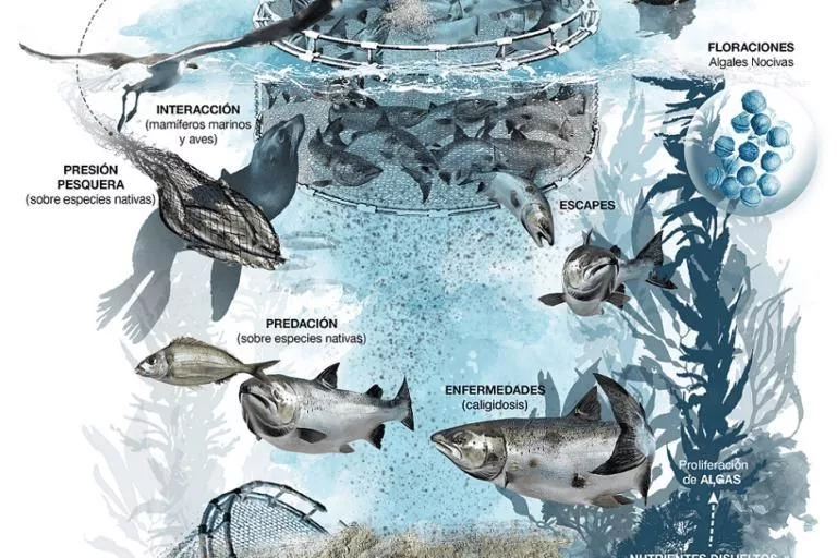 Impactos de la salmonicultura, de acuerdo a una ilustración del Foro Mar Patagonico.