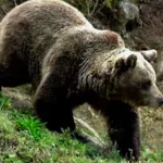 Herido un turista español por un zarpazo de un oso en el sur de Japón
