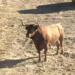 Alertan a la población de Brihuega (Guadalajara) y sus aledaños de la presencia de un toro perdido desde hace cinco días tras un festejo en Romancos