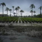 Alerta roja por la dana Alice en la Comunidad Valenciana y Murcia con lluvias de hasta 180 litros en 12 horas