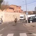 Un ciervo se adentra en la ciudad de Zamora y se refugia en un parking del casco antiguo