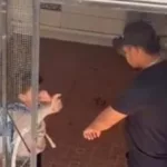 Lucas, una tragedia anunciada: Iba a clase con moretones… cuando iba