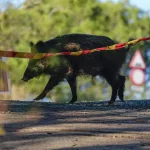 La Generalitat de Cataluña cierra el Parque Natural de Collserola de forma indefinida por la peste porcina africana: “Hay que matar jabalíes sin complejos”