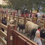 Un herido por asta de toro en el primer encierro de las fiestas de Tudela (Navarra)