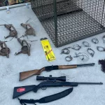 Tres detenidos por matar un lince y otras especies protegidas para aumentar el rendimiento de un coto de caza en la provincia de Cuenca
