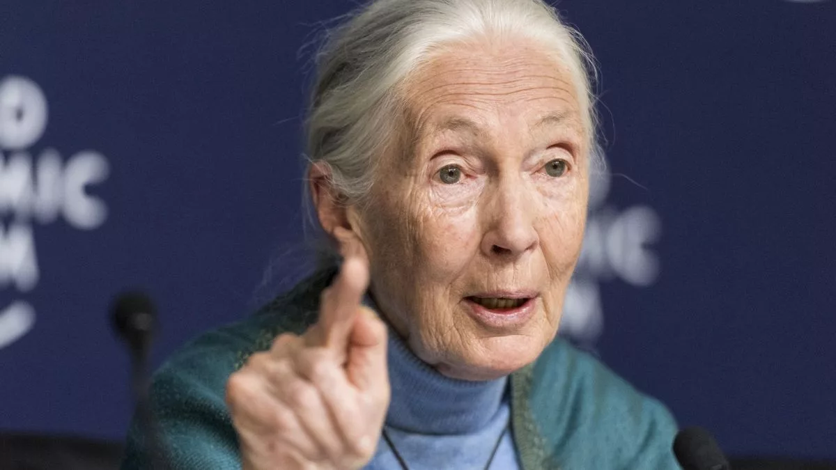 Fotografía de archivo de la primatóloga británica Jane Goodall. EFE/EPA/ALESSANDRO DELLA VALLE