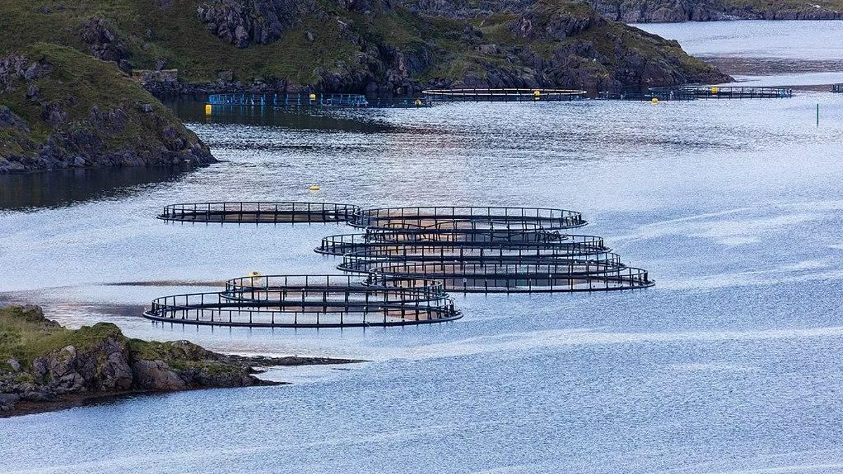 Salmoneras en Noruega, de donde se importó el modelo en Chile.