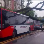 Choque entre dos colectivos en las barrancas de Belgrano: la caída de dos árboles provocó el impacto
