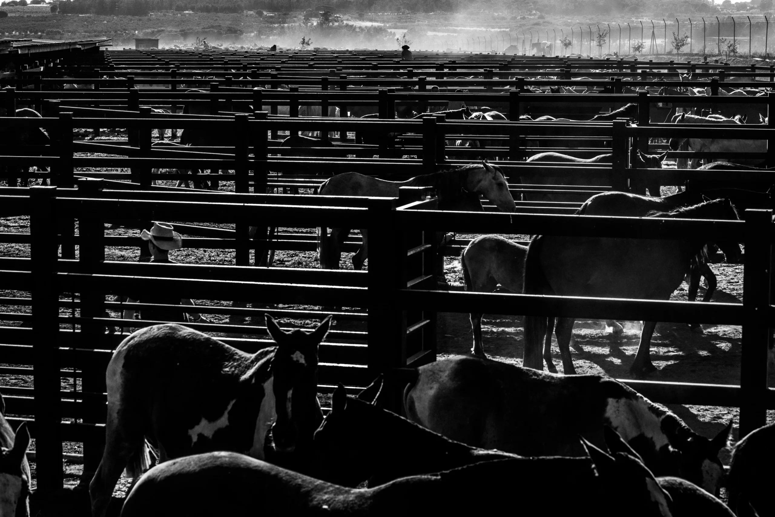 Una vez al año, los caballos son trasladados al recinto ganadero de Almonte, donde se les asean las crines, se desparasitan y se ponen herraduras si es necesario.