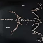 La Rioja: encontraron restos fósiles de un dinosaurio que vivió hace más de 230 millones de años