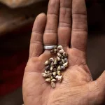 Ley de Semillas bajo amenaza: el Gobierno a favor de las corporaciones del agronegocio