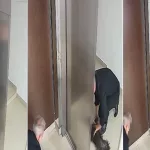 Con RCP salvó a un perro que había quedado colgado en un ascensor y hará una canción para que otros aprendan