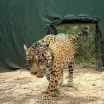 Dolor en El Impenetrable: mataron a Acaí, la yaguareté reintroducida hace un mes