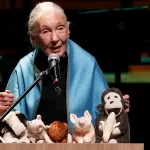 Murió Jane Goodall, experta mundial en chimpancés e icono de la ecología del siglo XX