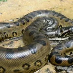 Día Mundial de la Serpiente: ¿por qué se celebra el 16 de julio?
