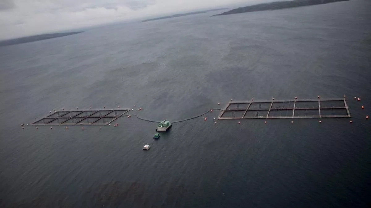 Jaulas de Salmones en Chile.