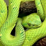 Día Mundial de las Serpientes: tres historias para conocer su rol clave en los ecosistemas y su aporte en la investigación científica