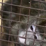 Seis macacos todavía siguen viviendo en el subsuelo del CEMIC: por qué resulta tan difícil trasladarlos