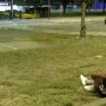 Video: un hincha de la Real Sociedad hizo 900 kilómetros para ver la final de la Copa del Rey, le donó la entrada a su hija y vivió la definición desde la calle