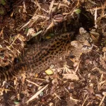 Close-up desde los árboles: cómo un nuevo ángulo de cámara revela los secretos de la güiña en la Patagonia
