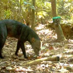 ESTUDIO | Bolivia: reúnen por primera vez más de 4000 fotos del perro fantasma, el cánido más huidizo de la Amazonía