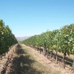 Enoturismo y oleoturismo: eventos de agosto en la provincia de Buenos Aires