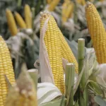 El Gobierno anunció una nueva baja en las retenciones para el campo: soja, trigo, maíz, sorgo, cebada y girasol