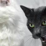 ¿De dónde viene la supuesta mala suerte del gato negro? El origen de la superstición y su vinculación con las brujas y Halloween