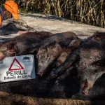 El Gobierno español investiga el origen de un brote de peste porcina y sospecha que pudo comenzar en un laboratorio