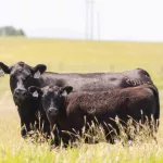 El rodeo vacuno volvió a caer en 2025: se perdieron más de 700.000 cabezas en solo un año