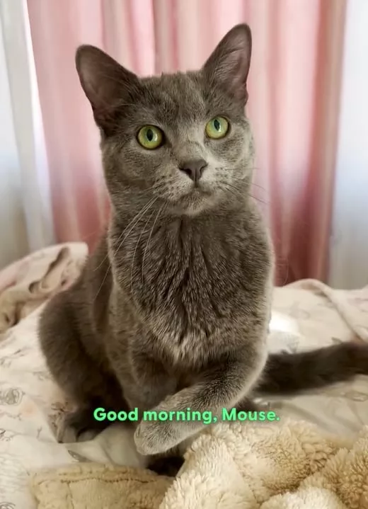 Mouse logró salir adelante y crecer fuerte y feliz con su nueva familia