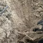 Confirman que el cuerpo hallado en Necochea es de la mujer que estaba desaparecida