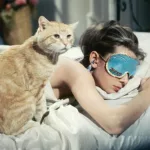Cuando una gata es la tercera en discordia en un triángulo amoroso