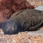 Argentina: cría de elefante marino abandonada al nacer regresó al mar tras siete meses de rehabilitación