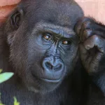 Día Mundial del Chimpancé: ¿por qué se celebra el 14 de julio?