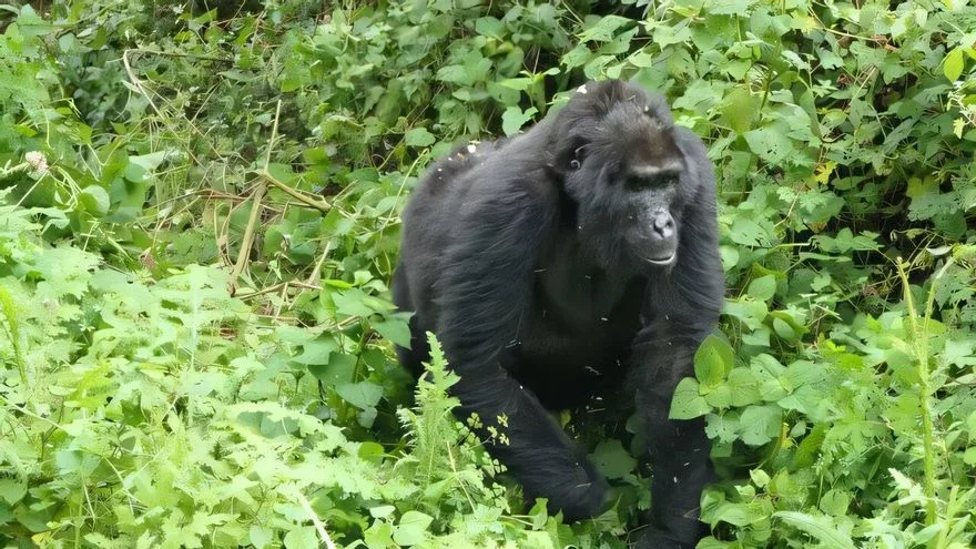 Una gorila de montaña hembra en etapa post-reproductiva, en el Parque Nacional Impenetrable de Bwindi (Uganda)