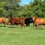 Opinión: la Argentina se prepara para un histórico desembarco en Turquía