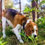 De qué manera funciona el olfato en los perros: la explicación sobre su comportamiento