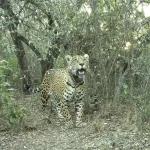 Una especie que vuelve a ser parte del ecosistema: registraron al yaguareté N° 50 nacido en libertad