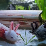 El animal símbolo de México gana fama mundial, pero pierde su hogar natural