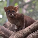 No hace falta una bala: enfermedades de animales domésticos amenazan a los felinos silvestres de Latinoamérica