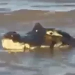 Un yacaré de dos metros irrumpió en una playa de Rosario y generó alarma: “Era grande y la gente se asustó”