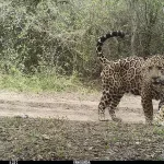 Tres tipos de ganadería avanzan sobre el hábitat del jaguar en el bosque seco de Sudamérica | ESTUDIO