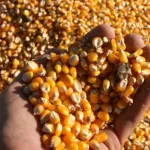 La cosecha será récord pero con renta ajustada y variada