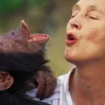 Fallece Jane Goodall a los 91 años: la voz que humanizó a los chimpancés y elevó la conciencia global