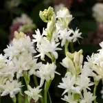 Nardo, la flor prohibida: concentra el aroma de mil flores en su sensual alma vintage